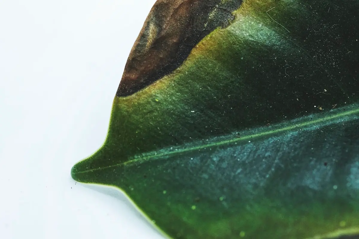 Close-up of a broad glossy rubber-plant leaf with a large brown, dried-out patch spreading in from the upper edge.