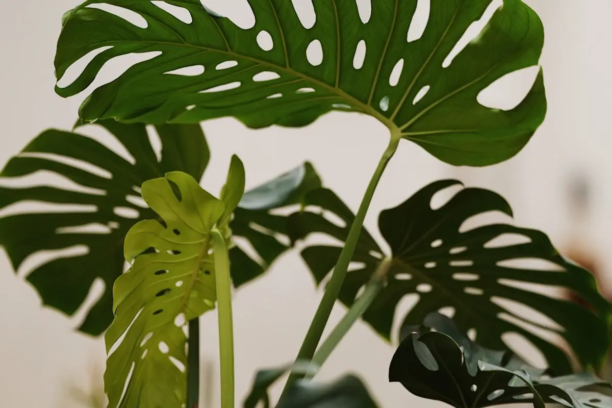 A healthy monstera in indirect light, leaves fully open and evenly green.