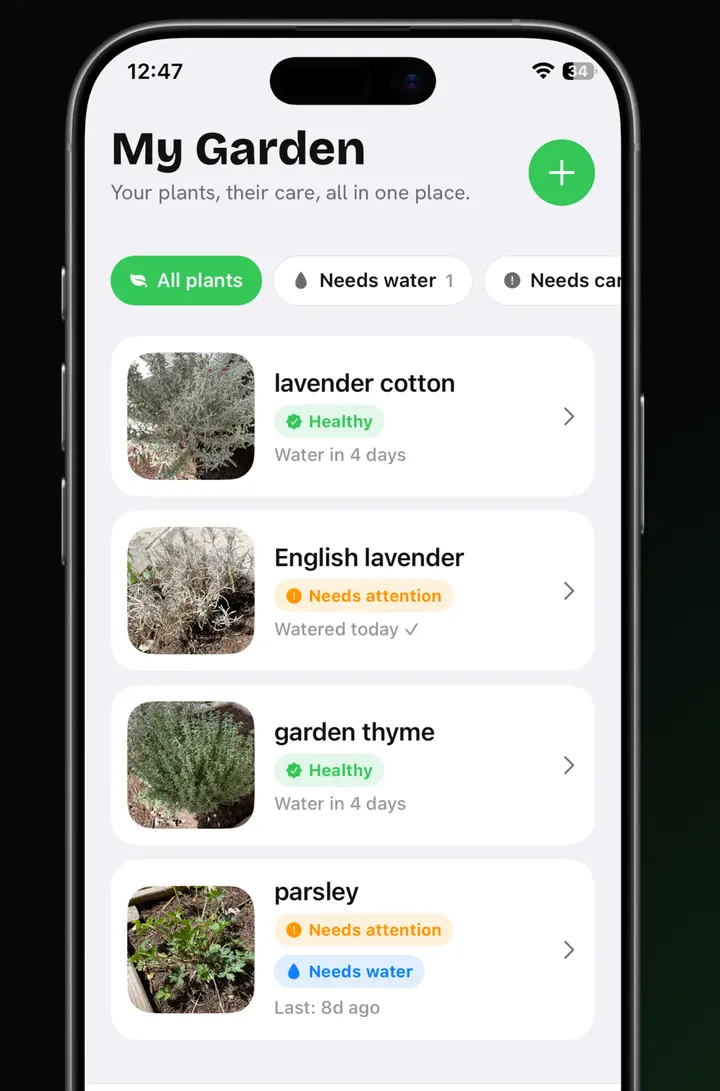 The My Garden screen listing four plants with a photo each: lavender cotton and garden thyme marked Healthy and due water in four days, English lavender marked Needs attention and watered today, parsley marked Needs attention and Needs water.